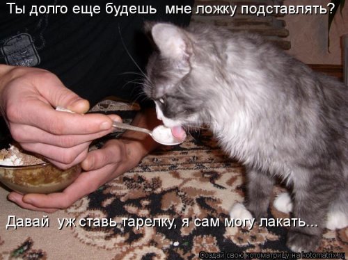 Котоматрица новая и прикольная (37 фото)