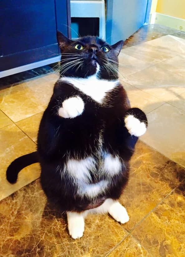 Хорошего кота должно быть много?! ))