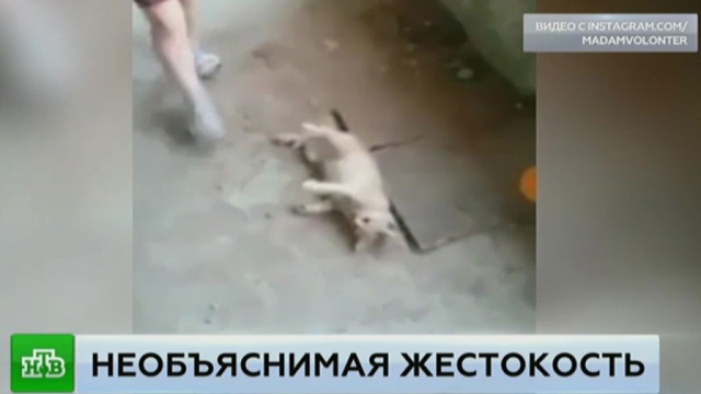 Все убивали? Поколение садистов…