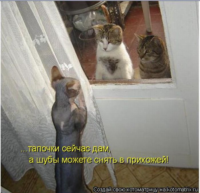 Лучшие котоматрицы недели (50 фото)