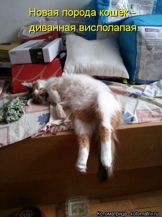 �����������(�������� � ���������)