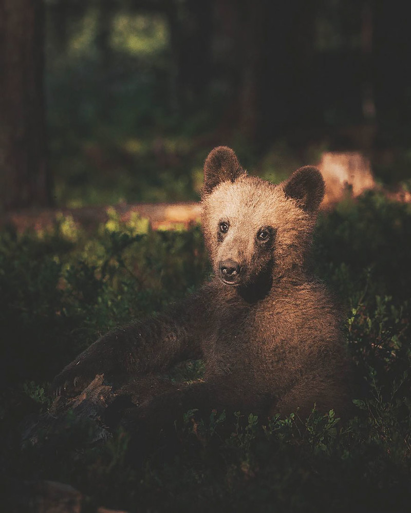 Душа леса. Фотограф Конста Пункка животные, фотограф