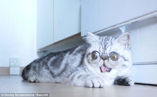 Удивленный кот по кличке Герман Удивленный кот по кличке Герман