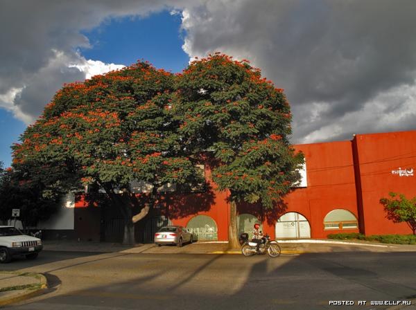 Африканское тюльпанное дерево (24 фото)
