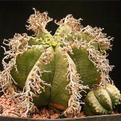 Молочай дыневидный (Euphorbia meloformis) Молочай дыневидный (Euphorbia meloformis)