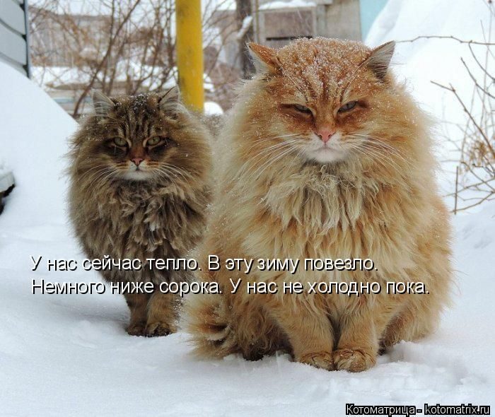 Самые весёлые котоматрицы)) Самые весёлые котоматрицы))