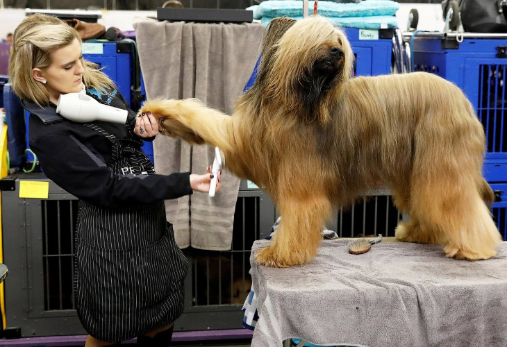 Выставка собак Westminster Kennel Club 2018