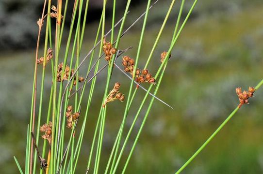 Сорняки подскажут, насколько участок пригоден для овощей