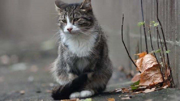 Кот, который две недели ждал свою хозяйку