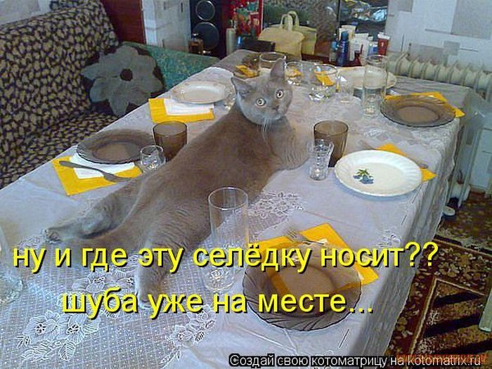 Котоматрицы великолепные, каждая с кусочком позитива и хорошего настроения!!! Котоматрицы великолепные, каждая с кусочком позитива и хорошего настроения!!!