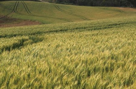 Fields of barley and wheat are seen outside Caledon near Cape Town, South Africa, October 20, 2021. Picture taken October 20, 2021. REUTERS/Mike Hutchings Fields of barley and wheat are seen outside Caledon near Cape Town, South Africa, October 20, 2021. Picture taken October 20, 2021. REUTERS/Mike Hutchings