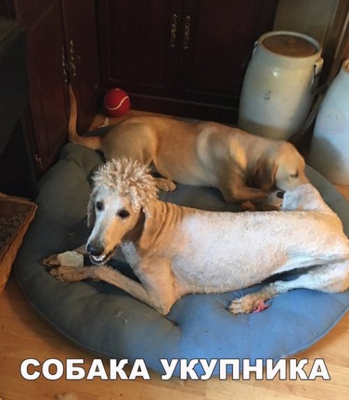 Прикольные фотомемы (30 шт) Прикольные фотомемы (30 шт)