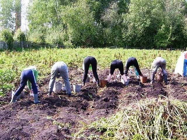 Дача, настало твое время! Дача, настало твое время! дача, дачники, огородники, прикол, фото