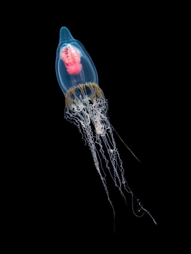 Красота подводного мира от Николаса Самараса (Nicholas Samaras)
