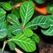 Молочай беложильчатый (Euphorbia leuconeura) Молочай беложильчатый (Euphorbia leuconeura)
