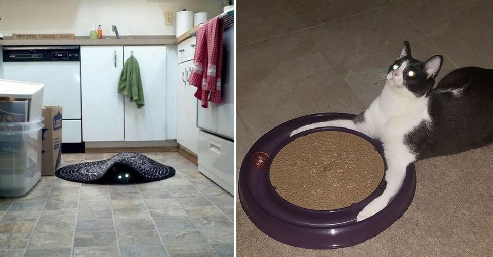 прикол с котом