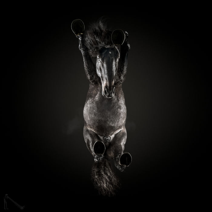 Under-horse: I Photograph Horses From Underneath