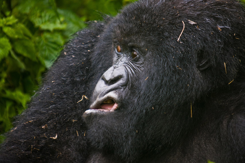 Горная горилла в Руанде
