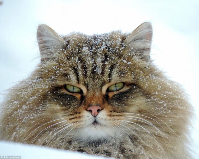  Британские СМИ в восторге от сибирских котиков