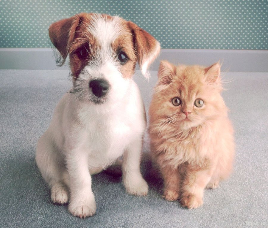 Котипес или песикот