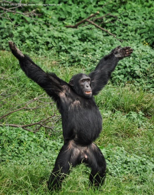 Финалисты конкурса Comedy Wildlife Photography Awards: самые забавные фотки из мира дикой природы за 2019 год Фотография, Дикая природа, Животные, Птицы, Длиннопост