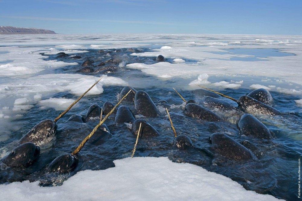 Polar Tales By Paul Nicklen. Part II