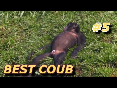 BEST COUB Лучшие кубы #5 BEST COUB Лучшие кубы #5
