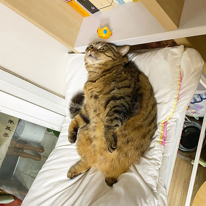 11 милых фото кота Мангго, которого так и хочется потискать