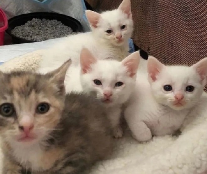 Котята с больными глазками Котята больные