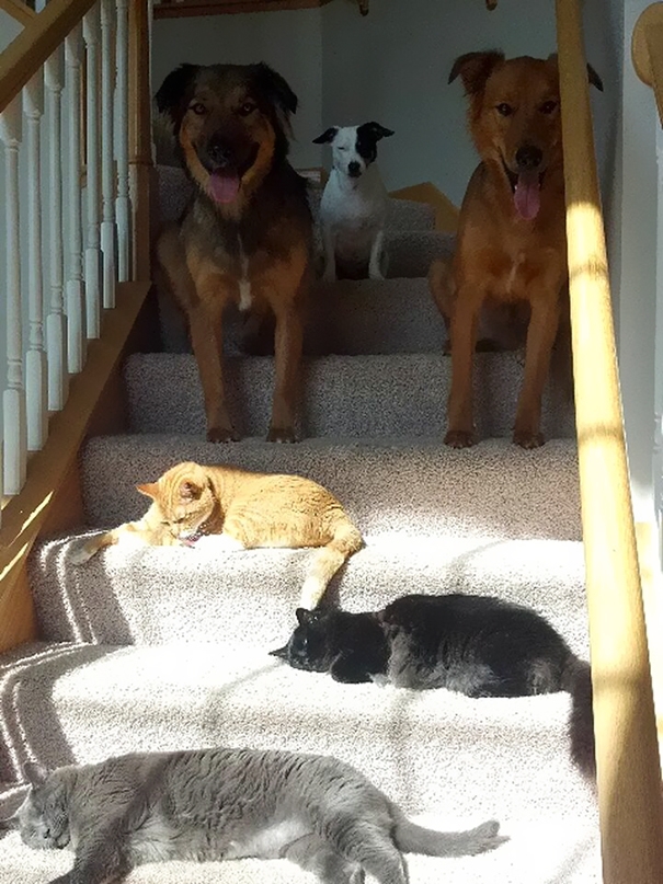 20 кошек, которые любят тепло больше, чем кто-либо кошки которые любят тепло, кошки и солнце