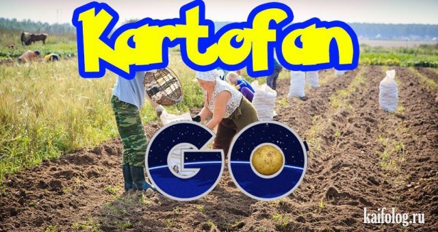 Картофельфест открыт (50 фото)