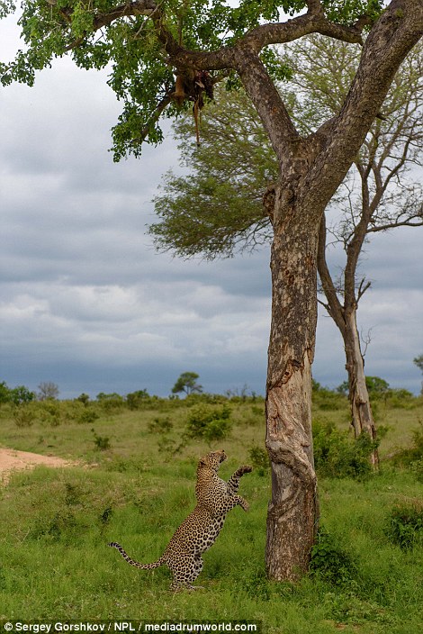 The cannibal leopard spots the carcass of a fellow beast hanging from a tree top