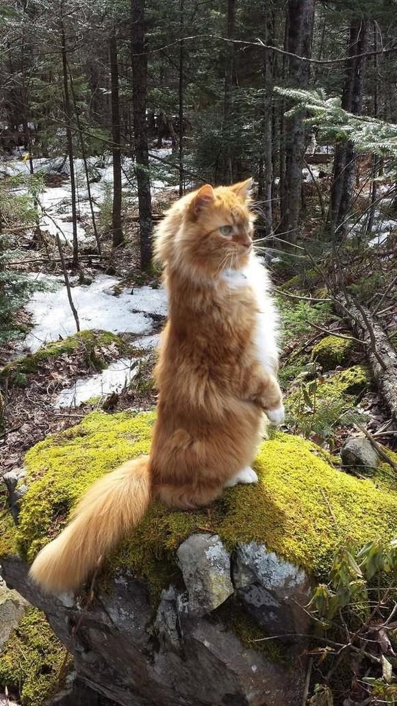 КОШКИН ДОМ. Правила жизни усатых КОШКИН ДОМ. Правила жизни усатых