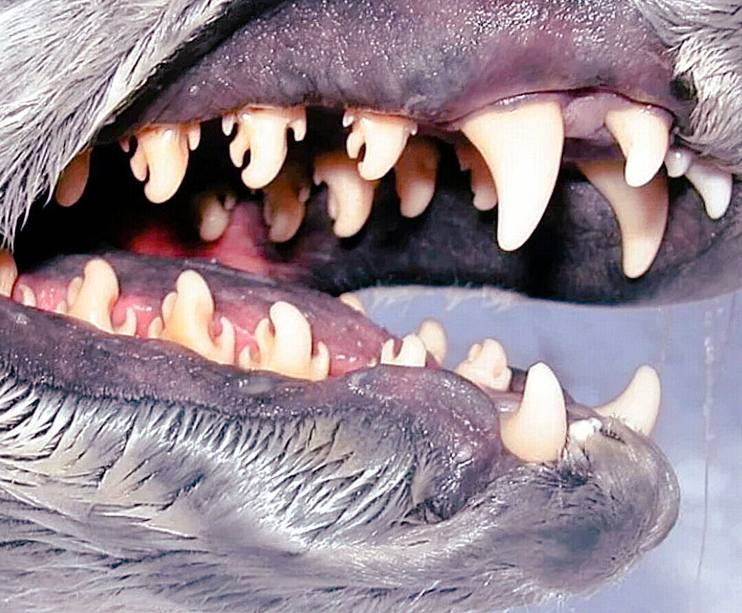 Зубы животных рисунок