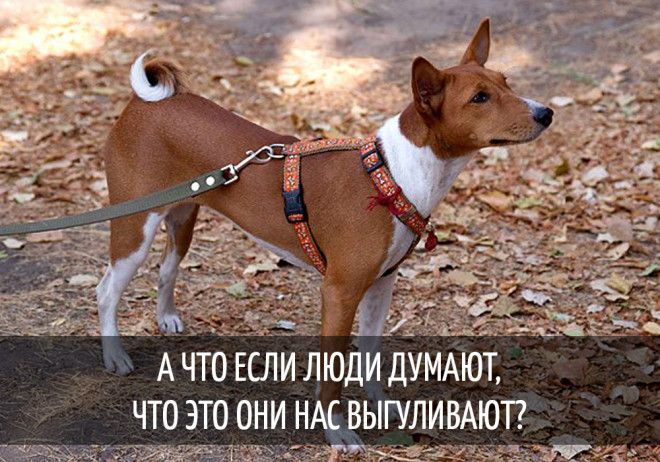 15 забавных мыслей, которые наверняка посещали каждую собаку 15 забавных мыслей, которые наверняка посещали каждую собаку