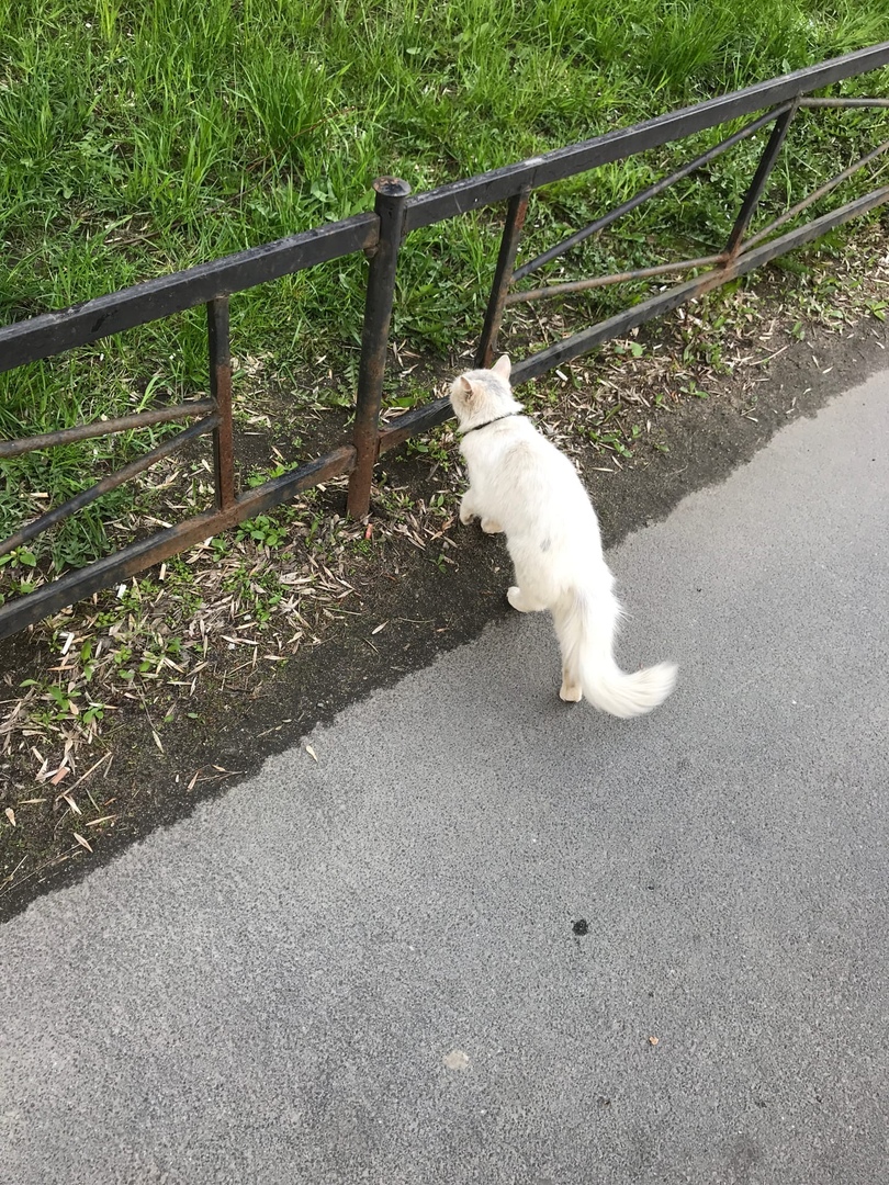 Эта бывшедомашняя кошечка бегает за людьми в надежде, что её заберут домой...