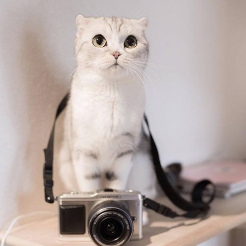 Кошка Хана с большими глазами, взявшая Instagram штурмом (24 фото) Кошка Хана с большими глазами, взявшая Instagram штурмом (24 фото)