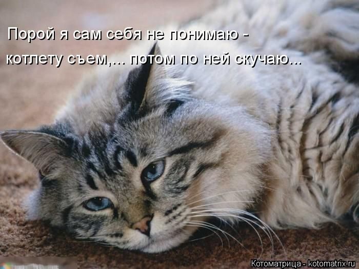 Лучшие котоматрицы недели