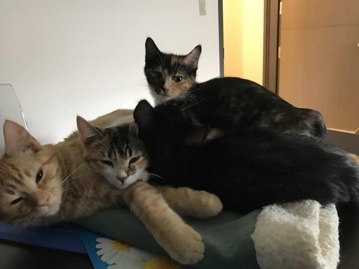 Котик пристроился незаменимым помощником-успокоителем в ветклинику Котик пристроился незаменимым помощником-успокоителем в ветклинику ветеринар, животные, котик, медбрат