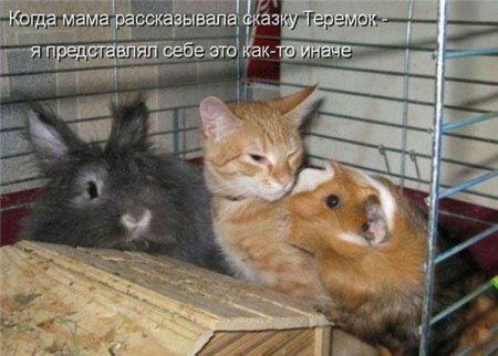 Смешные картинки о животных с подписями.