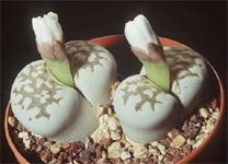 Lithops