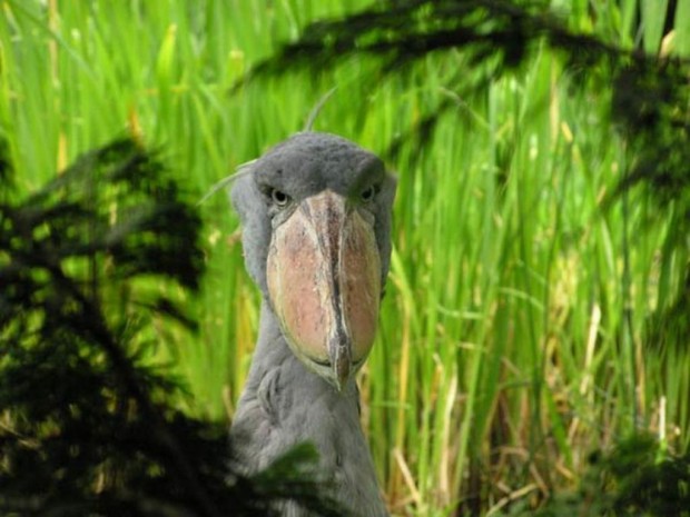 Китоглав или королевская цапля (лат. Balaeniceps rex) (англ. Shoebill, нем. Schuhschnabel)