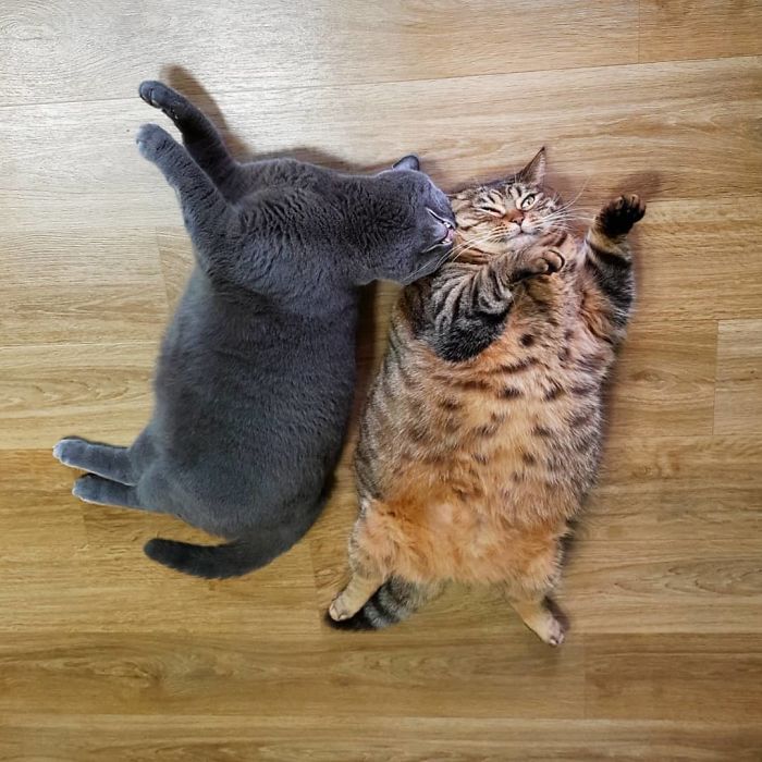 11 милых фото кота Мангго, которого так и хочется потискать