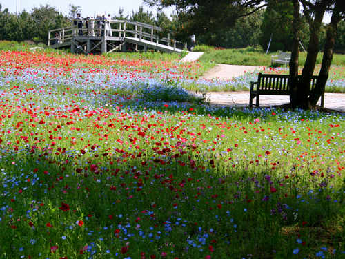 Японский сад цветов «Hitachi Seaside Park» Японский сад цветов «Hitachi Seaside Park»