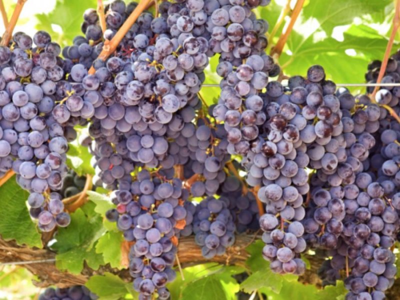 Экстракт виноградных косточек защищает от воспаления