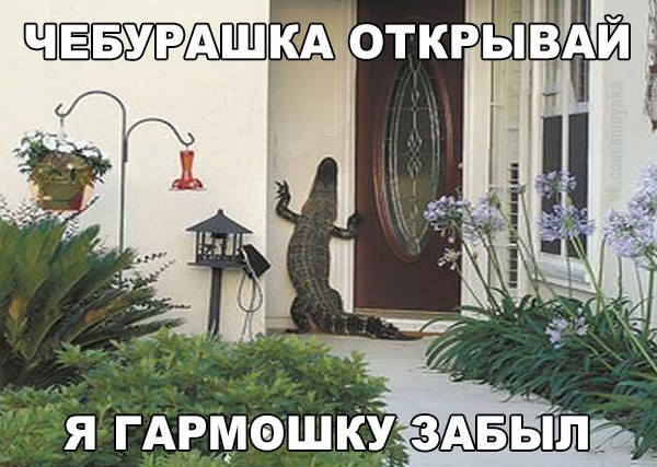 Веселые картинки с надписями для настроения (11 фото) Веселые картинки с надписями для настроения (11 фото)
