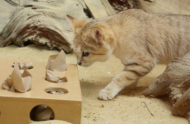 Неуловимый барханный кот Неуловимый барханный кот появился на публике впервые за 10 лет