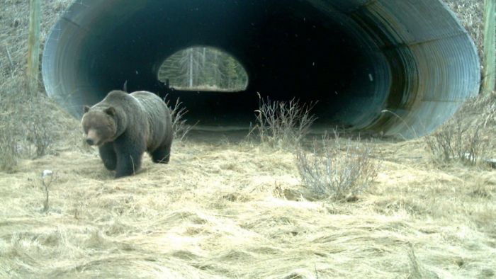 A Grizzly Bear Emerging From An Underpass After Crossing The Trans-Canada Highway In Banff National Park