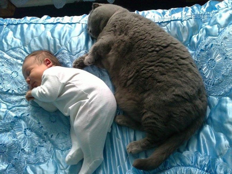 Почему каждому ребёнку нужен кот))