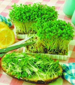 Как сажают кресс-салат Как сажают кресс-салат